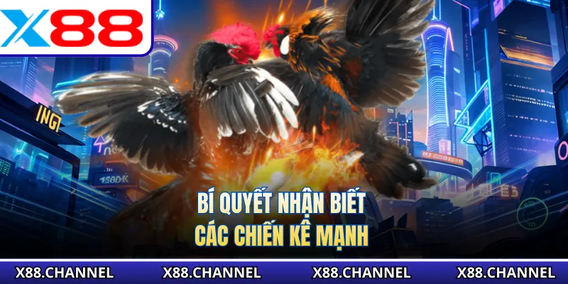 Bí quyết nhận biết các chiến kê mạnh